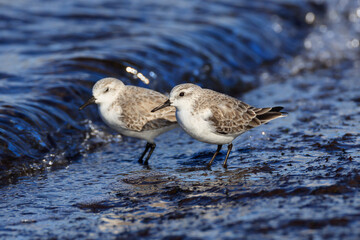 Sanderlings preying at a Japanese fishing port on the way
