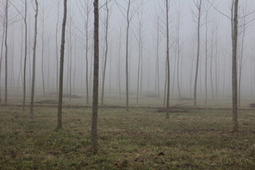 nebbia autunno inverno fog pianura