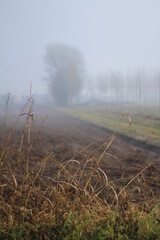nebbia autunno inverno fog pianura