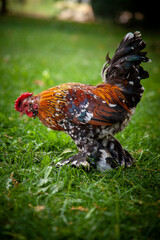 Vertical view of a bantam rooster on the green lawn. 