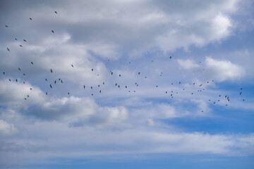 The flock of birds flying in the cloudy blue sky.