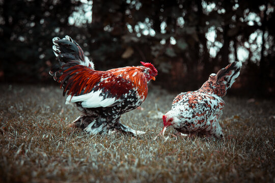 Bantam Rooster and Chicken on the lawn. Colourful bantam chicken and rooster.
