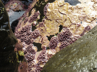 Beautiful Lithophyllum racemus formations on the rocky coast of Tenerife Island during low tide....
