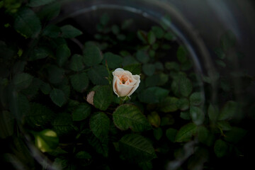white butterfly on a flower
