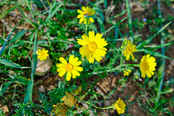 Yellow daisy with bud in the green field, top of the view.