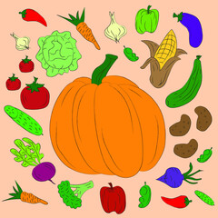 Vector illustration of harvest. Fresh vegetables. A variety of vegetables around a large orange pumpkin on a light beige background. Hand drawn