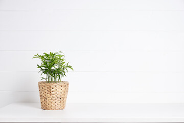 Hamedorea in a pot of dried seaweed on a white table against a white wall. Biophilic cute Scandinavian interior design