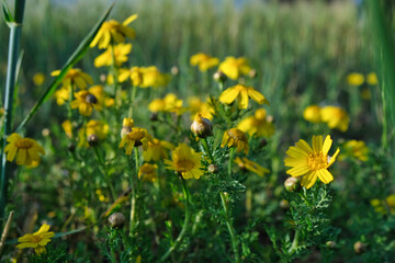 The yellow daisy bud with the field of yellow daisy, selective soft focus.