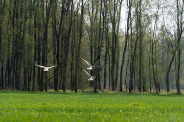 wild ducks on the Danube in Austria