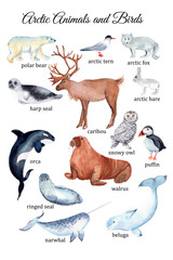 Arctic Animals Poster. Hand-drawn watercolor animals.  Animal world. Educational poster - 485127683