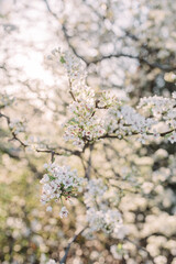 Spring blooms