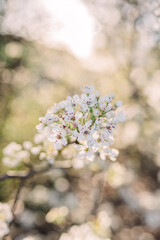 Spring blooms