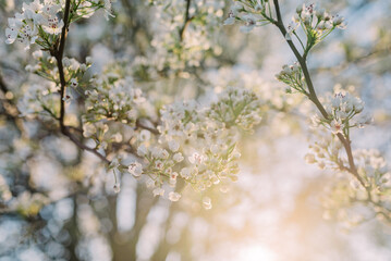 Spring blooms