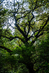 Madeira - Santo António da Serra