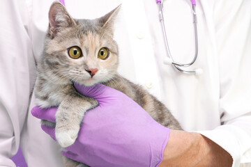 Veterinary examination of the cat. kitten at the veterinarian. Animal clinic. Pet check and vaccination. Healthcare. on a purple background
