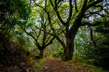 Madeira - Santo António da Serra