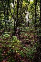Madeira - Santo António da Serra
