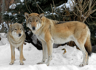 Gray Wolf couple (Canis lupus) look at us