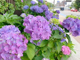 満開に咲く5月のアジサイ