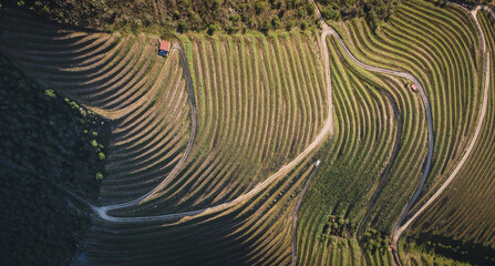 Typical vineyards in the North region of Portugal, showcasing the several different patterns and...
