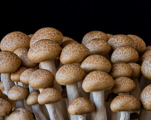 mushrooms grow on a black background