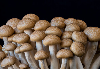 mushrooms grow on a black background