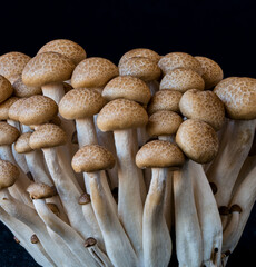 mushrooms grow on a black background