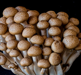 mushrooms grow on a black background