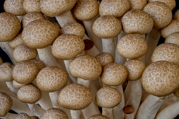 mushrooms grow on a black background