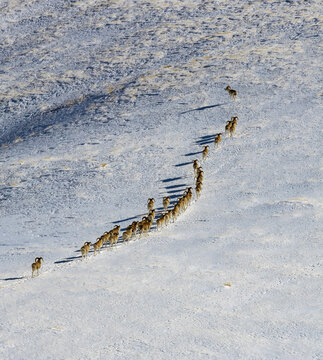 Wild mountain sheep or argali are walking in chain along snow-covered mountain slope.