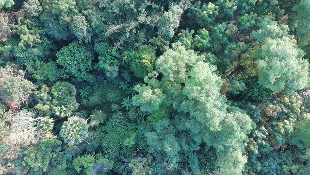 aerial view of green forest in sping season,shot from top angel in bird view