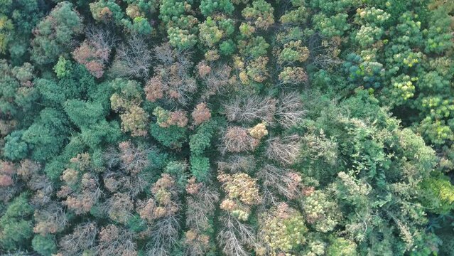 aerial view of green forest in sping season,flying spin in circles,shot from top angel in bird view