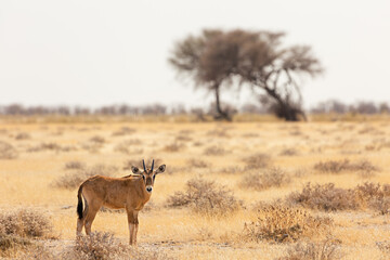Antelope in the Etosha National Park. Namibia