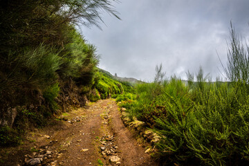 Fototapeta na wymiar Madeira - Rabacal