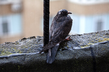 Bird standing in the rain . Pigeon on the roof edge