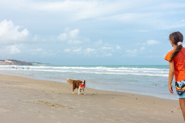 Cachorro Border Colie com objeto pego na praia