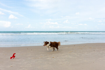 Cachorro Border Colie correndo na praia