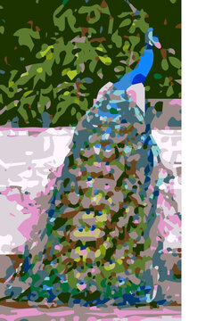 collage with peacock