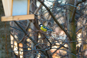 Great tit, Parus major, sitting on a twig in the bushes in the autumn. The great tit, Parus major, is a passerine bird in the tit family Paridae. High quality photo