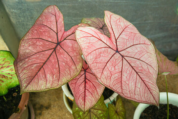 Caladium Bicolor beautiful leaves, best in the pot for garden decoration.	