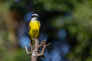 The yellow bird from Brazil. The Great Kiskadee also know as Bem-te-vi perched on a top of tree. Species Pitangus sulphuratus. Animal world. Bird lover. Birdwatching.