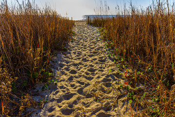 Dune Fence With Sea Oats on Fourteenth Avenue Beach, Myrtle Beach, South Carolina, USA