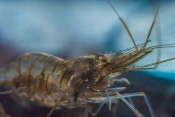 Rock Shrimp, Palaemon elegans in Croatia sea, Eurpe.