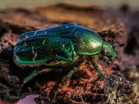 Rose Chafer beetle, Cetonia aurata, beautiful metallic beetle from European meadows, Umag, Croatia.