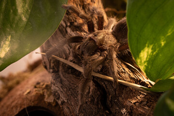Grammastola pulchra - Tarantula