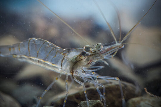 Rock Shrimp, Palaemon elegans in Croatia sea, Eurpe.