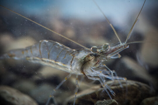 Rock Shrimp, Palaemon elegans in Croatia sea, Eurpe.