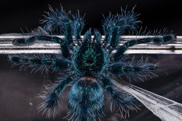Carabina versicolor - Tarantula