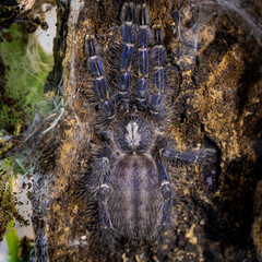 Poecilotheria metallica - Tarantula