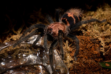 Davus pentaloris - Tarantula